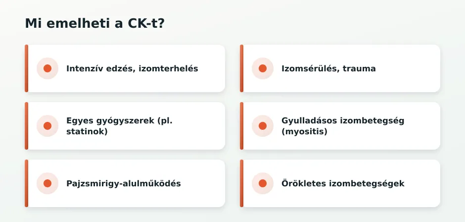 Magas CK okai