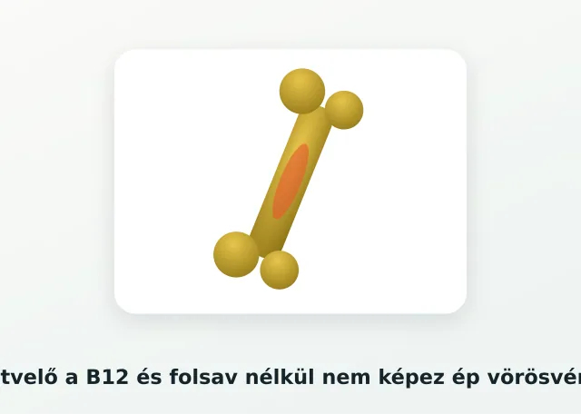 Csontvelő illusztráció