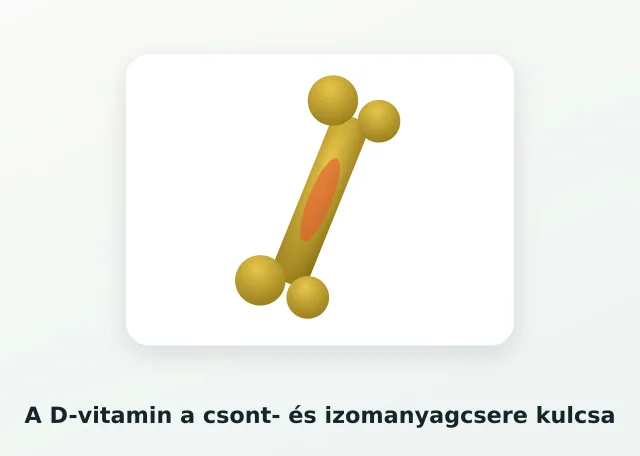 Csont illusztráció a D-vitamin szerepéhez