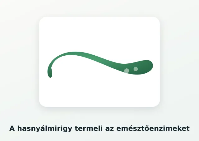 Hasnyálmirigy illusztráció