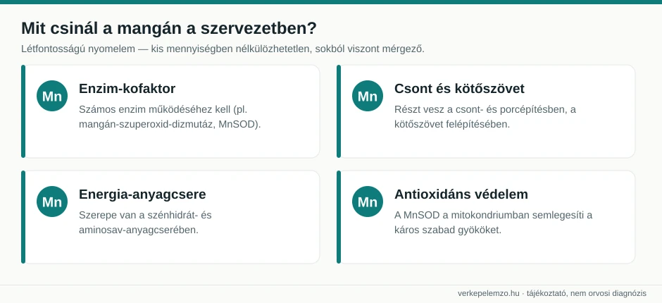 A mangán szerepe a szervezetben