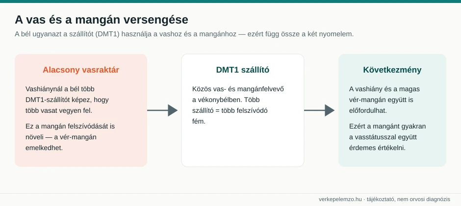Vas és mangán interakció (DMT1)