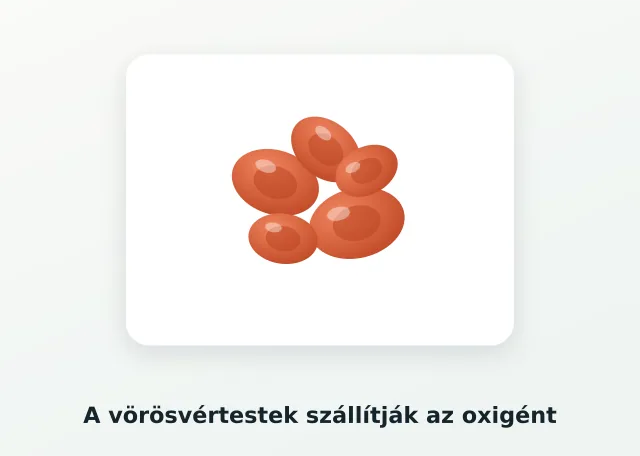 Vörösvértest illusztráció